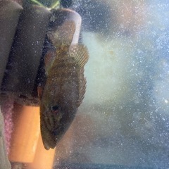 ちょいレア淡水魚♩オヤニラミ