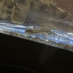 シマドジョウ5匹の画像