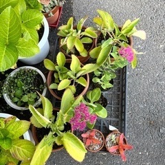 多肉植物