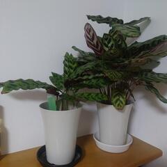 観葉植物🪴
