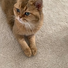 猫やカラオケが好きな方募集中！！！