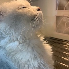 猫やカラオケが好きな方募集中！！！ - 友達
