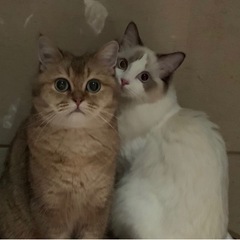 猫やカラオケが好きな方募集中！！！ − 京都府