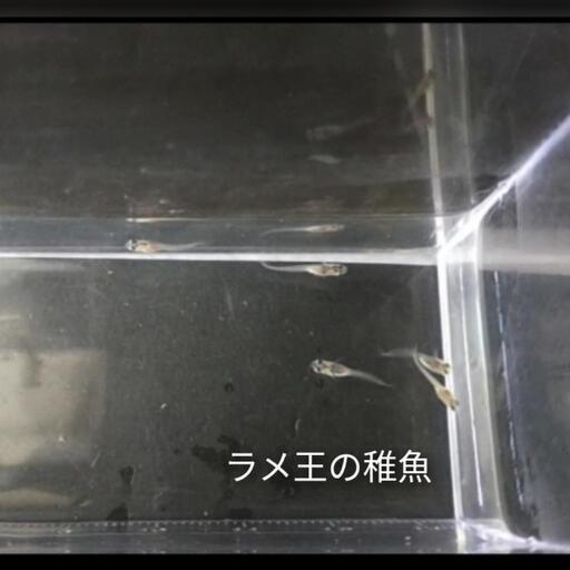 ラメ王の稚魚15匹
