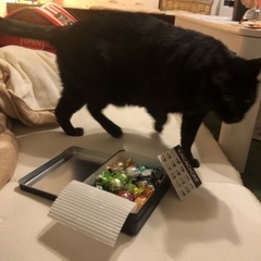 完全予約制ミニカフェ 【にゃんこのお部屋♪】