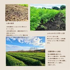 <急募！時給1000円日払い＞玉ねぎ収穫スタッフ募集！の画像