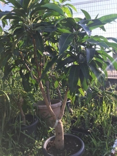 金蜜マンゴー　4年目接木苗　大苗