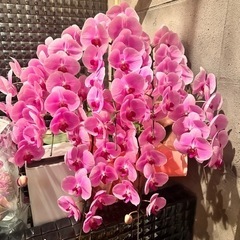 胡蝶蘭 ピンク 生花