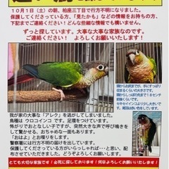 ウロコインコを探しています