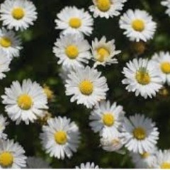 デージー(白)の画像