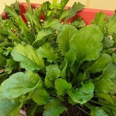 デージー(白)の画像