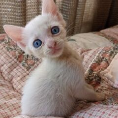 白猫子猫里親決定