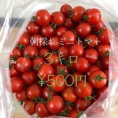お取引中✨④本日朝採れ新鮮🍅ミニトマト🍅3キロ¥500😊