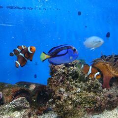 海水魚生体　　まとめて