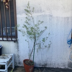 沖縄県のオリーブの木の中古が安い！激安で譲ります・無料であげます 