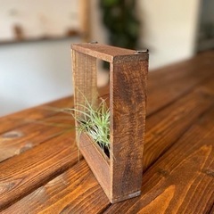 エアープランツベース エアープランツセットの画像