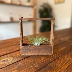 エアープランツベース エアープランツセットの画像