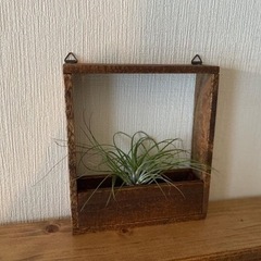 エアープランツベース エアープランツセットの画像