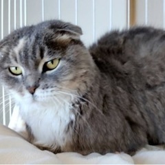 すりゴロの甘えん坊　パステル、スコ風のはるかちゃん