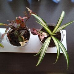 ★ミニ植木３個（ハツユキカズラ、キダチアロエ、オリズルラン）と手作りミニ置物台のセット(掲載NoＢ)の画像