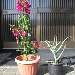 ブーゲンビリヤとアロエの画像