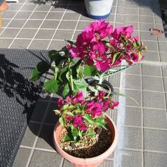 ブーゲンビリヤとアロエの画像