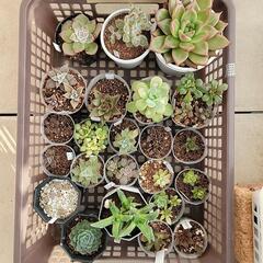 多肉植物(エケベリア等)セット