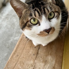小樽市　キジシロ里親になっていただけるかた