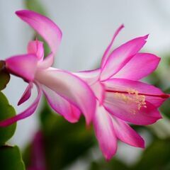 【咲きそうです！シャコバサボテン】 蕾がたくさん付いています！