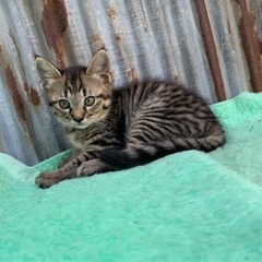子猫の里親募集♂キジ　里親決定