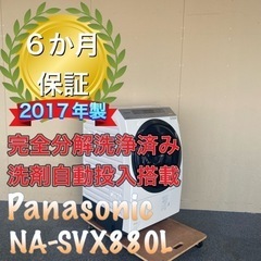 インペリアルゼブラプレコ(ブリード個体)6匹