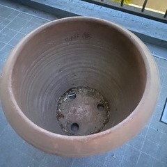 大型の鉢の画像