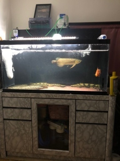 1200水槽　アクリル水槽　水槽フルセット　熱帯魚　大型魚　ポリプ　ダトニオ