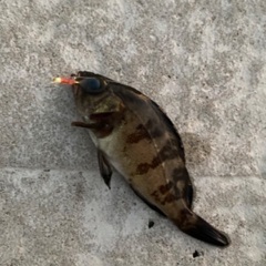 釣り仲間募集します🙌