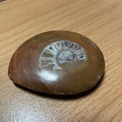 アンモナイトの化石