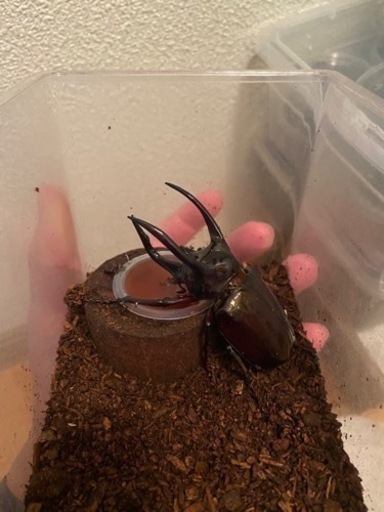 アトラスオオカブト幼虫　初令〜2令5匹