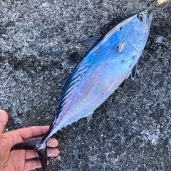 カゴ釣り仲間募集します😊 - 大里郡