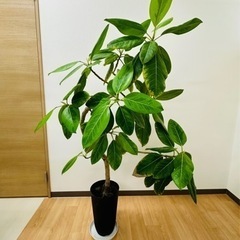 【引取】観葉植物フイカス・アルテシーマ