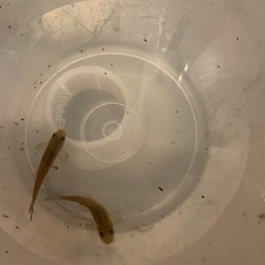 【熱帯魚・コイの仲間】 ガラ・ルーファ（ドクターフィッシュ） 