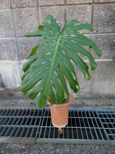 観葉植物　モンステラ　2