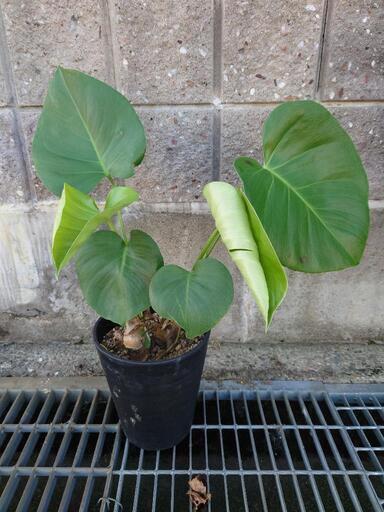 観葉植物　モンステラ　3