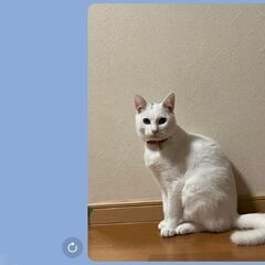 里親さま、見つかりました。問い合わせありがとうございました！