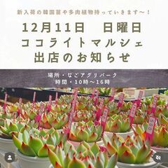 多肉植物出店@ココライトマルシェ