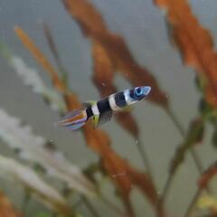 アクアリウムに関するご相談承ります☺️