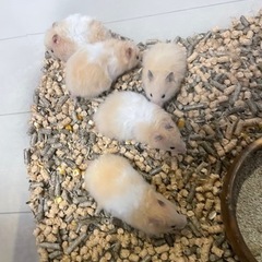 ゴールデン系ハムスターの赤ちゃん　オス、メス
