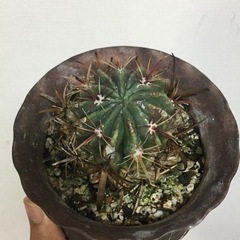 不用な植物お譲り下さい！