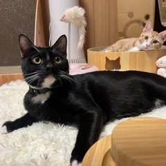 家族に迎えられました！