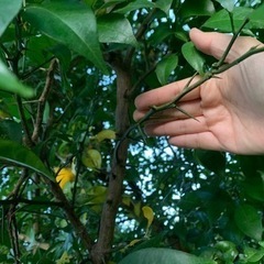 原木ゆず完全無農薬の画像