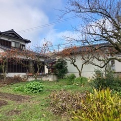 柿の画像