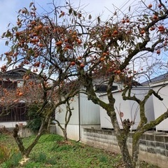 柿の画像